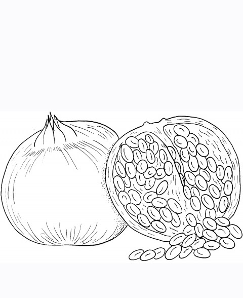 Red pomegranate seeds coloring pages picture team colors