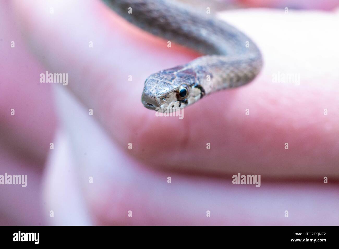 Storeria dekayi hi
