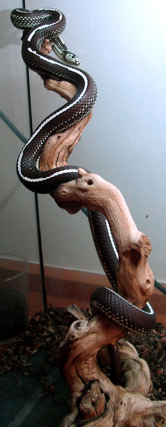 Filelapropeltis getula californiae yroldjpg