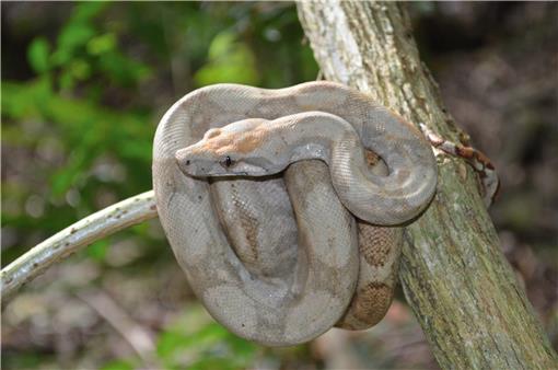 Boas of the world superfamily booidae a checklist with systematic taxonomic and conservation assessments