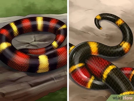 How to tell the difference between a king snake and a coral snake