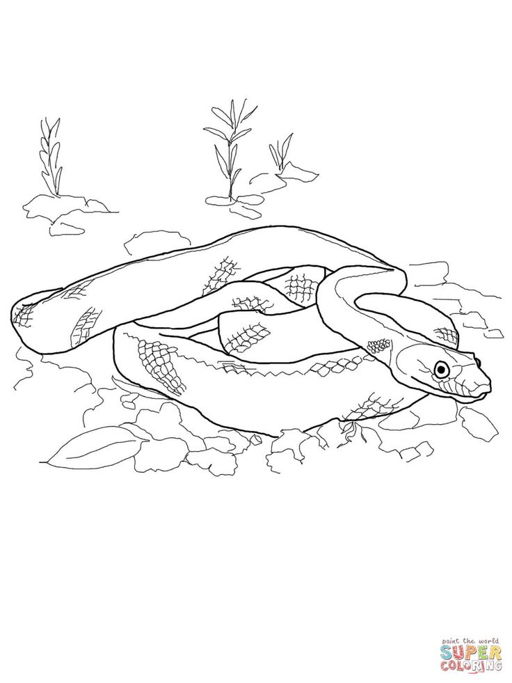 Baja california rat snake coloring page free printable coloring pages snake coloring pages printable coloring pages free printable coloring pages