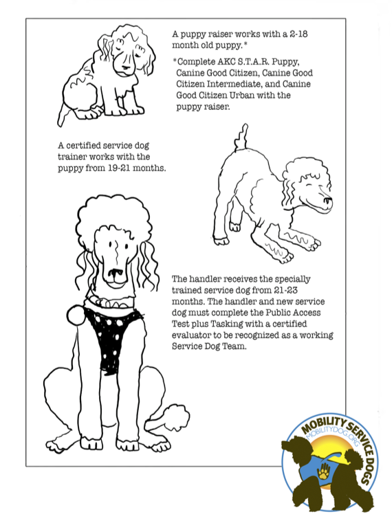 Facts about service dogs â mobility service dog