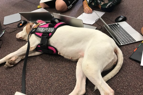 Therapy dog cellos corner