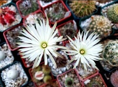 Setiechinopsis mirabilis seeds
