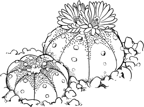Astrophytum asterias or sand dollar cactus coloring page free printable coloring pages