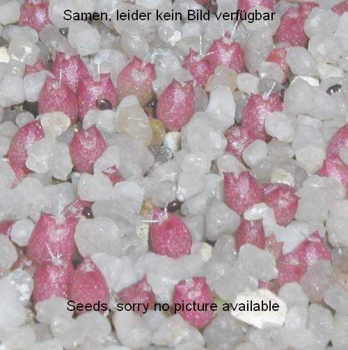 Setiechinopsis mirabilis seeds