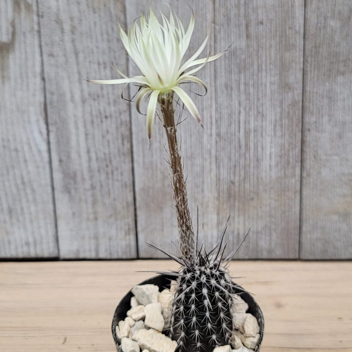 Setiechinopsis mirabilis â planet desert