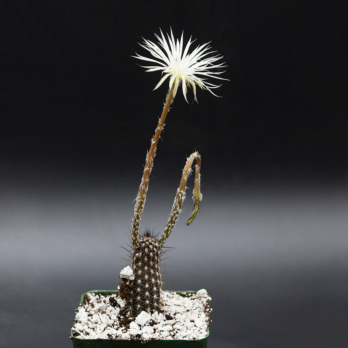 Setiechinopsis mirabilis â planet desert