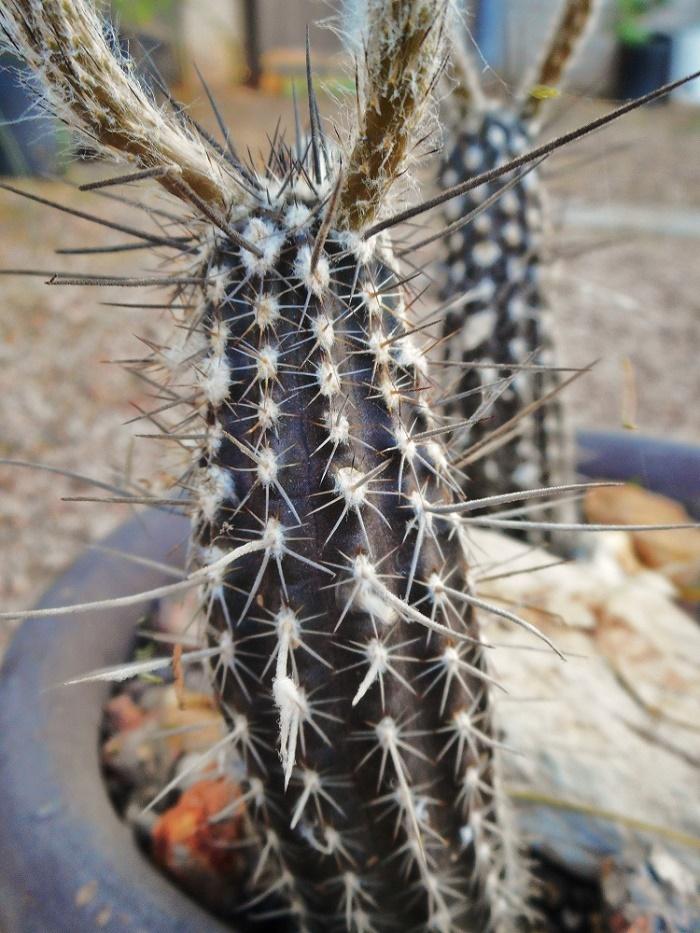 Tis the season for cactus blooms pt spring openers