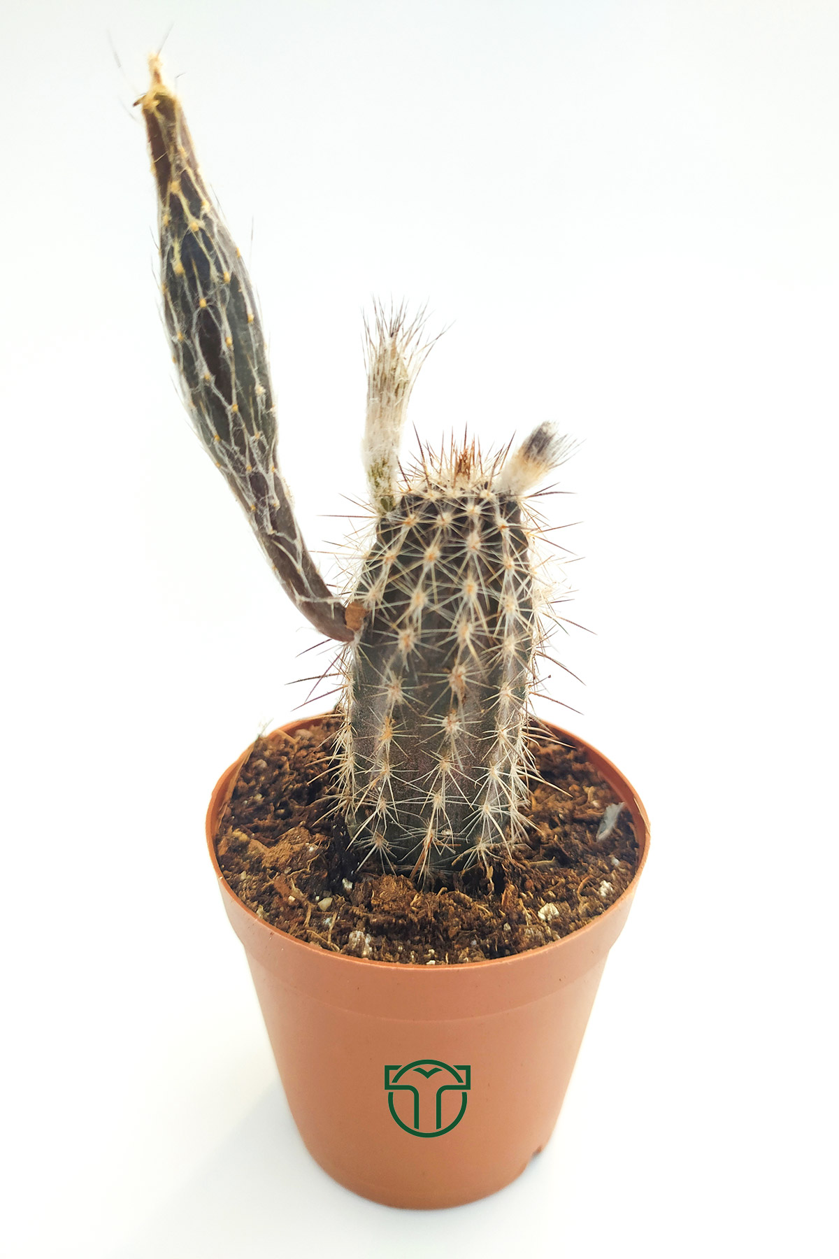 Echinocereus mirabilis cm saksäda â toptan kaktãs