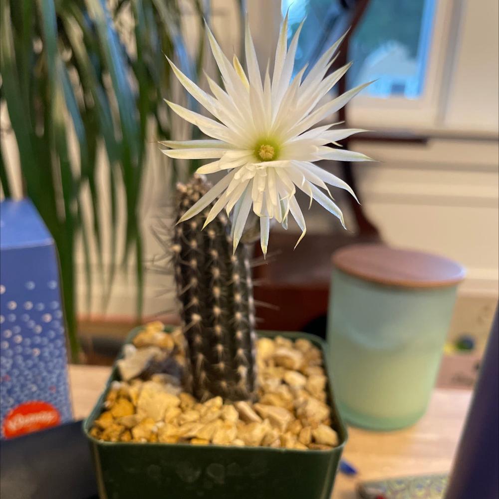 Setiechinopsis mirabilis â planet desert