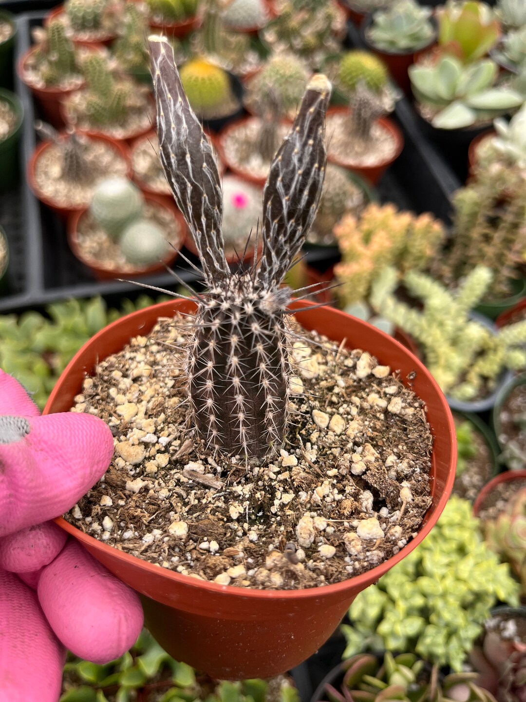 Cactiandexotica setiechinopsis mirabilis the flower of prayer