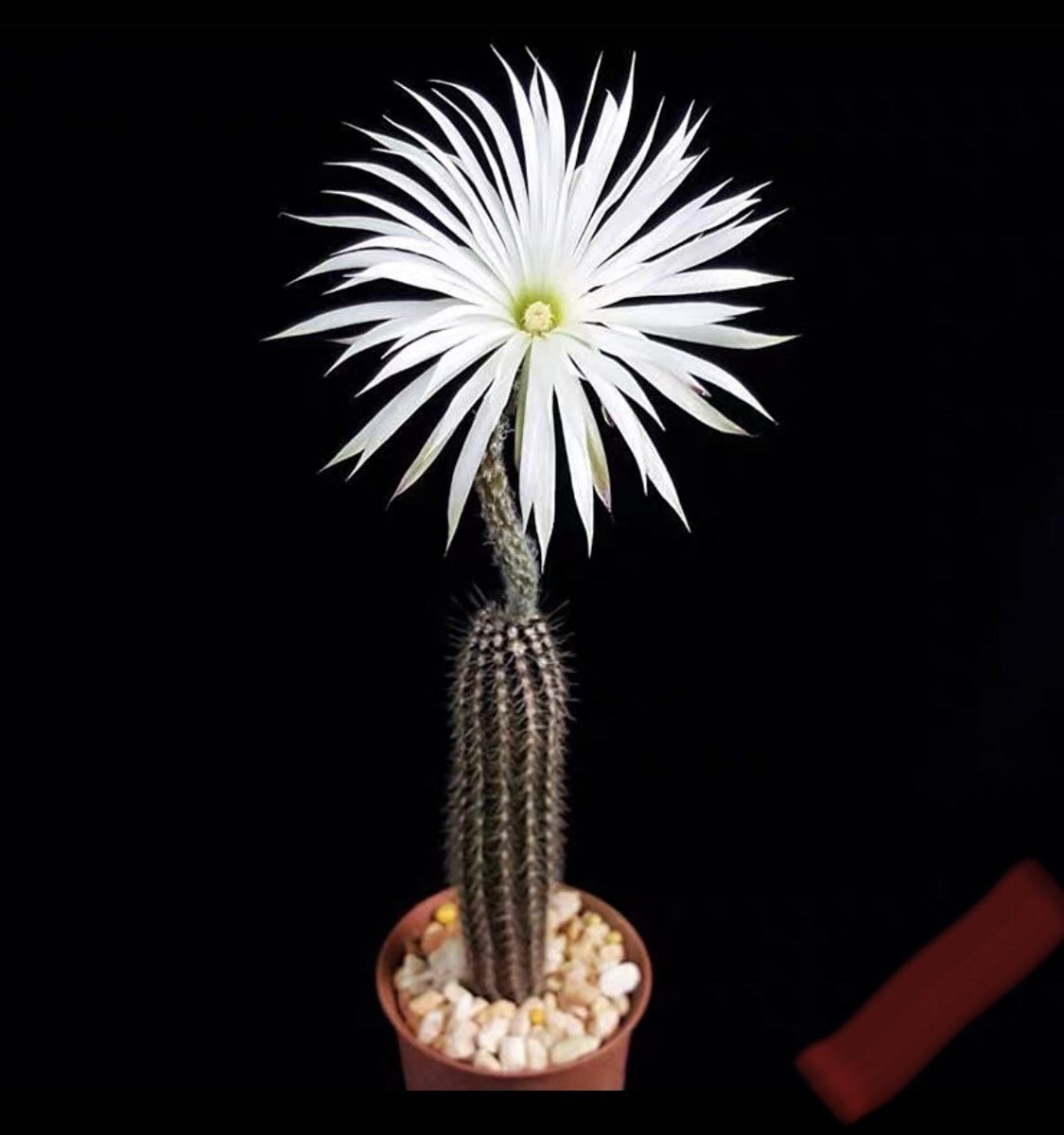 Rare cactus echinopsis mirabilis live rooted get free succulent cuttings