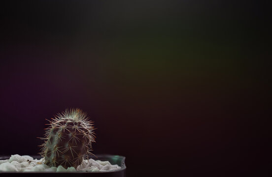 Echinopsis mirabilis images â browse photos vectors and video