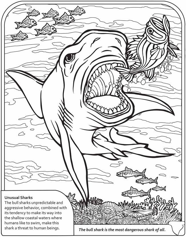 Printable coloring pages shark coloring pages coloring pages adult coloring pages