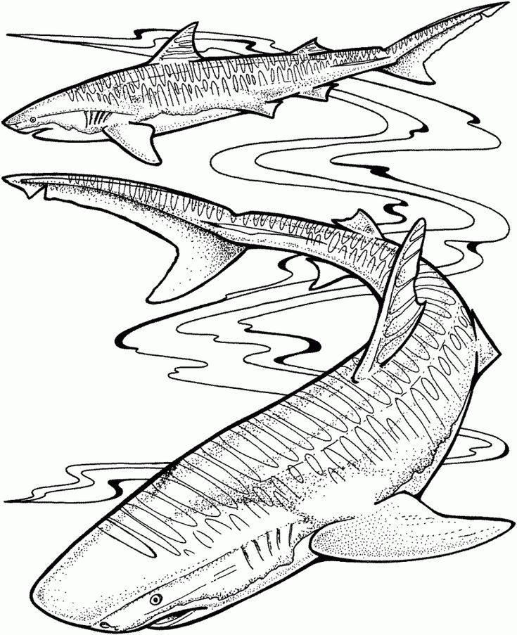 Printable coloring pages shark coloring pages coloring pages adult coloring pages