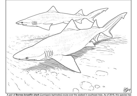 Shark education coloring sheets