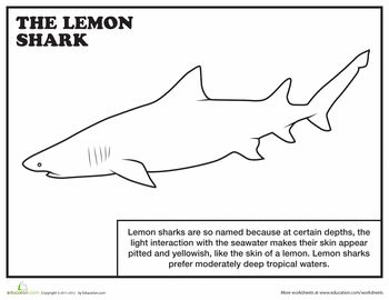 Lemon shark worksheet education shark coloring pages shark sharks for kids