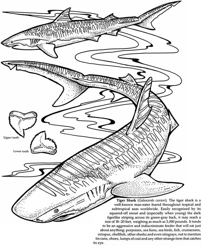 Sharks of the world coloring book dover publications shark coloring pages coloring pages adult coloring pages
