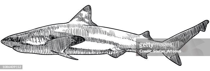 Shark sketch stock photos high