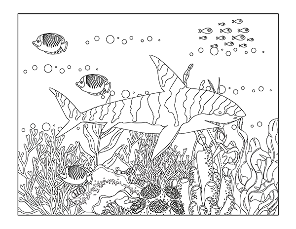 Shark coloring pages