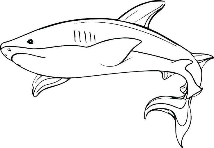 Shark coloring pages pdf printable