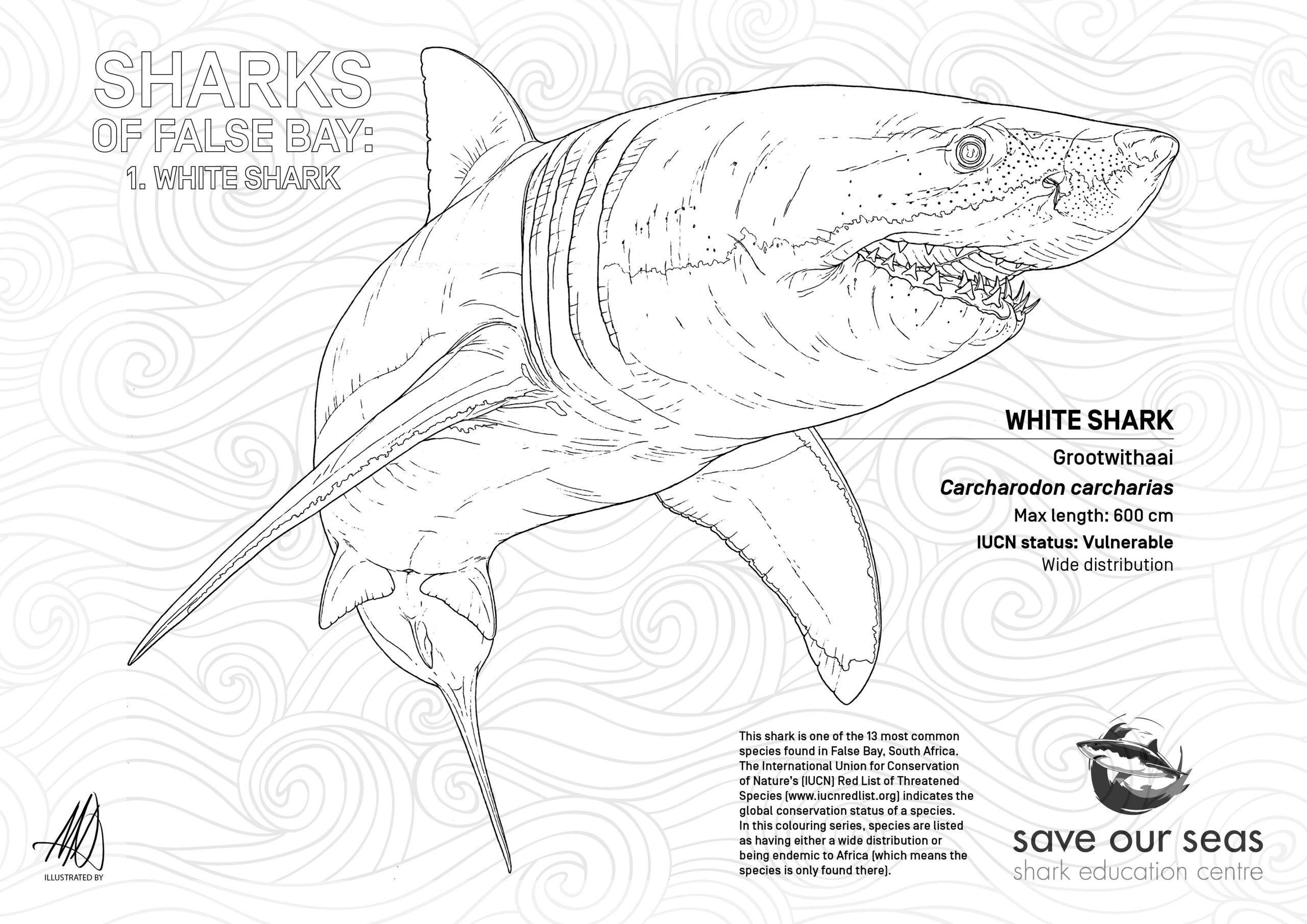 White shark