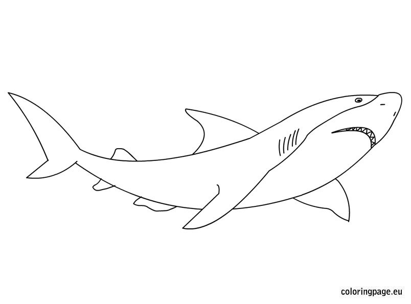 Great white shark coloring page coloring page