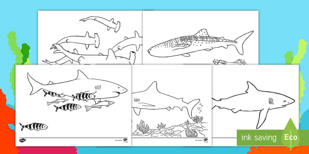 Sharks colouring pages shark templates teaching resource