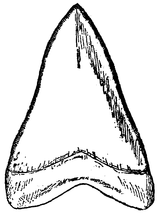 Speech foddie shark teeth coloring pages shark coloring pages