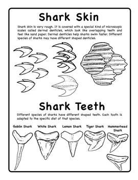 Sharks rays science art activities shark activities shark shark week kids