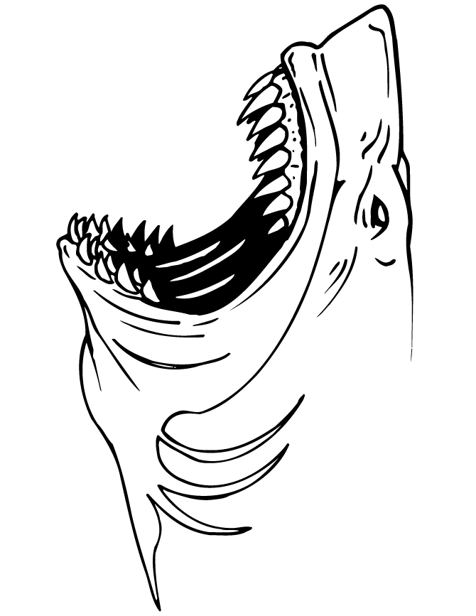 Shark