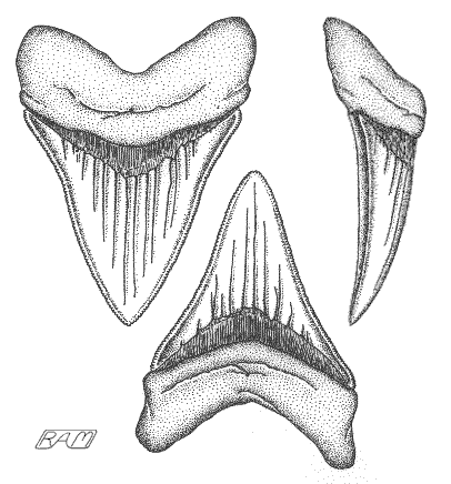Reconstructing megalodon