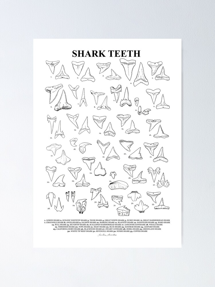 Shark teeth poster with names x poster by beatriz abaitua