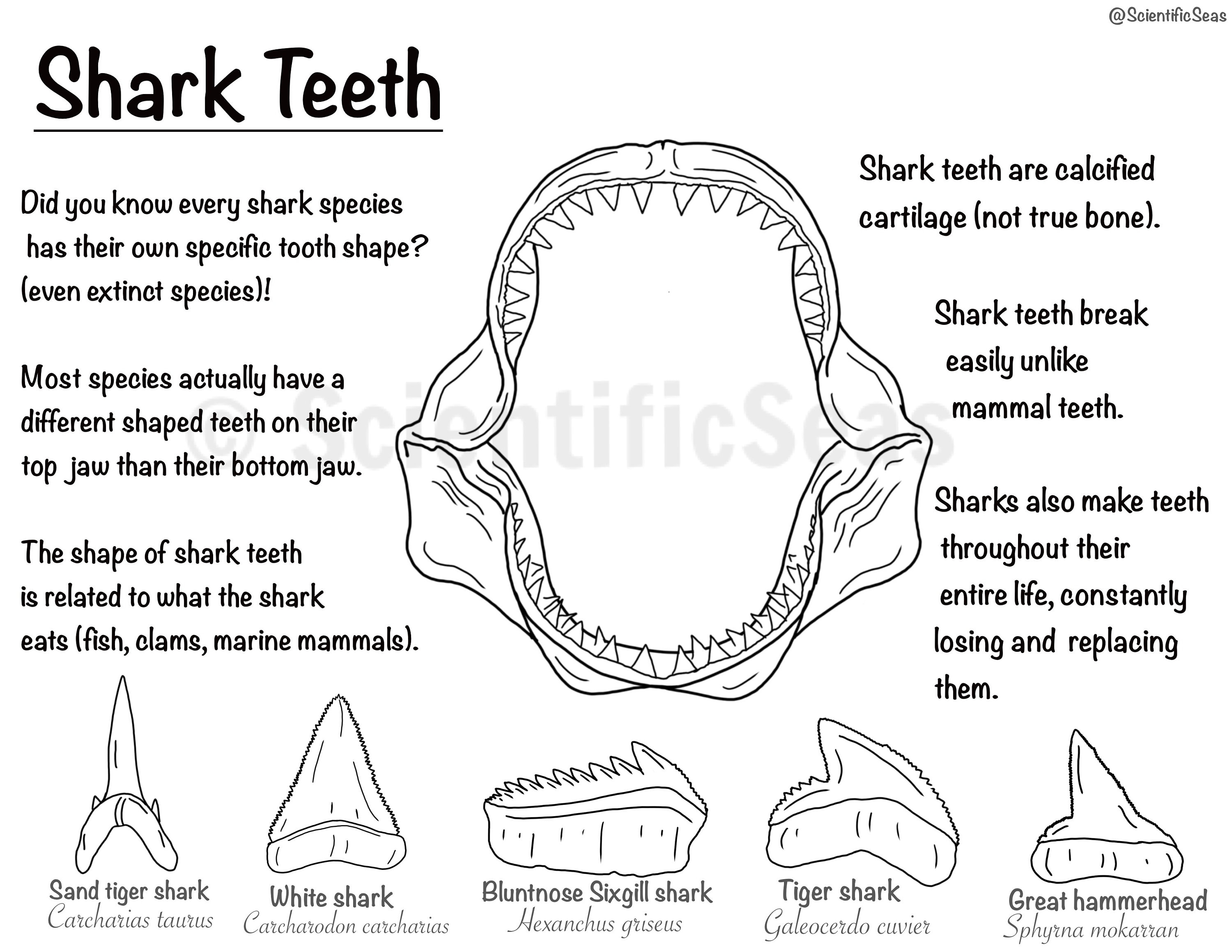 Shark teeth coloring page