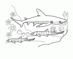 Sharks