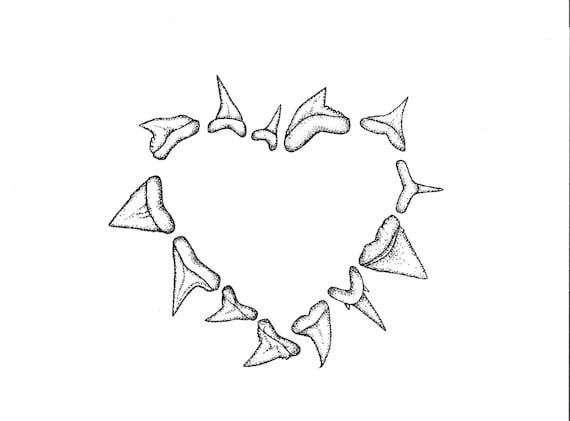 Shark teeth art print shark tooth print heart shape marine biology illustration limited edition size a for ocean lovers