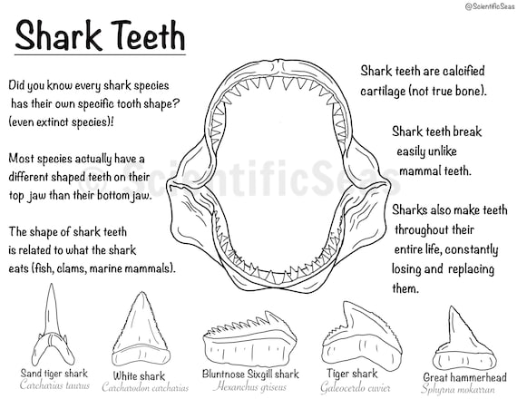 Shark teeth coloring page