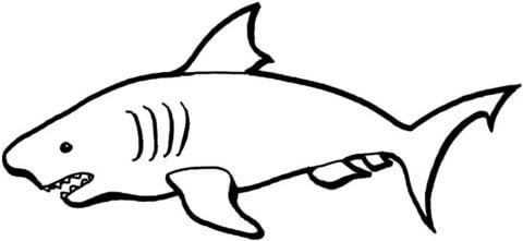 Australian shark coloring page free printable coloring pages shark coloring pages coloring pages space coloring pages