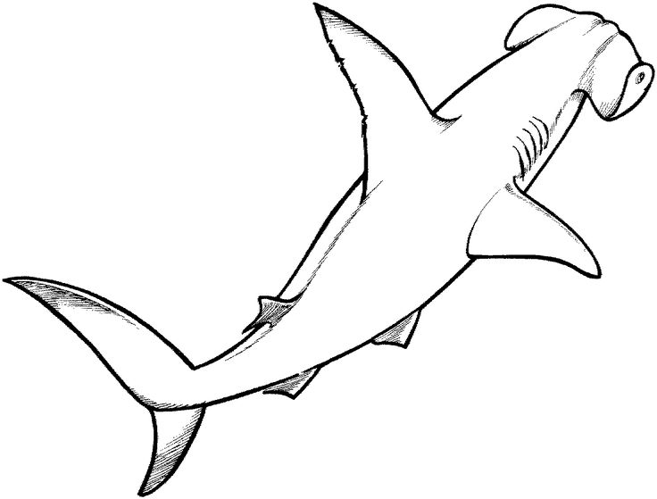 Free shark coloring pages haai tekenen hamerhaai fotos van haaien