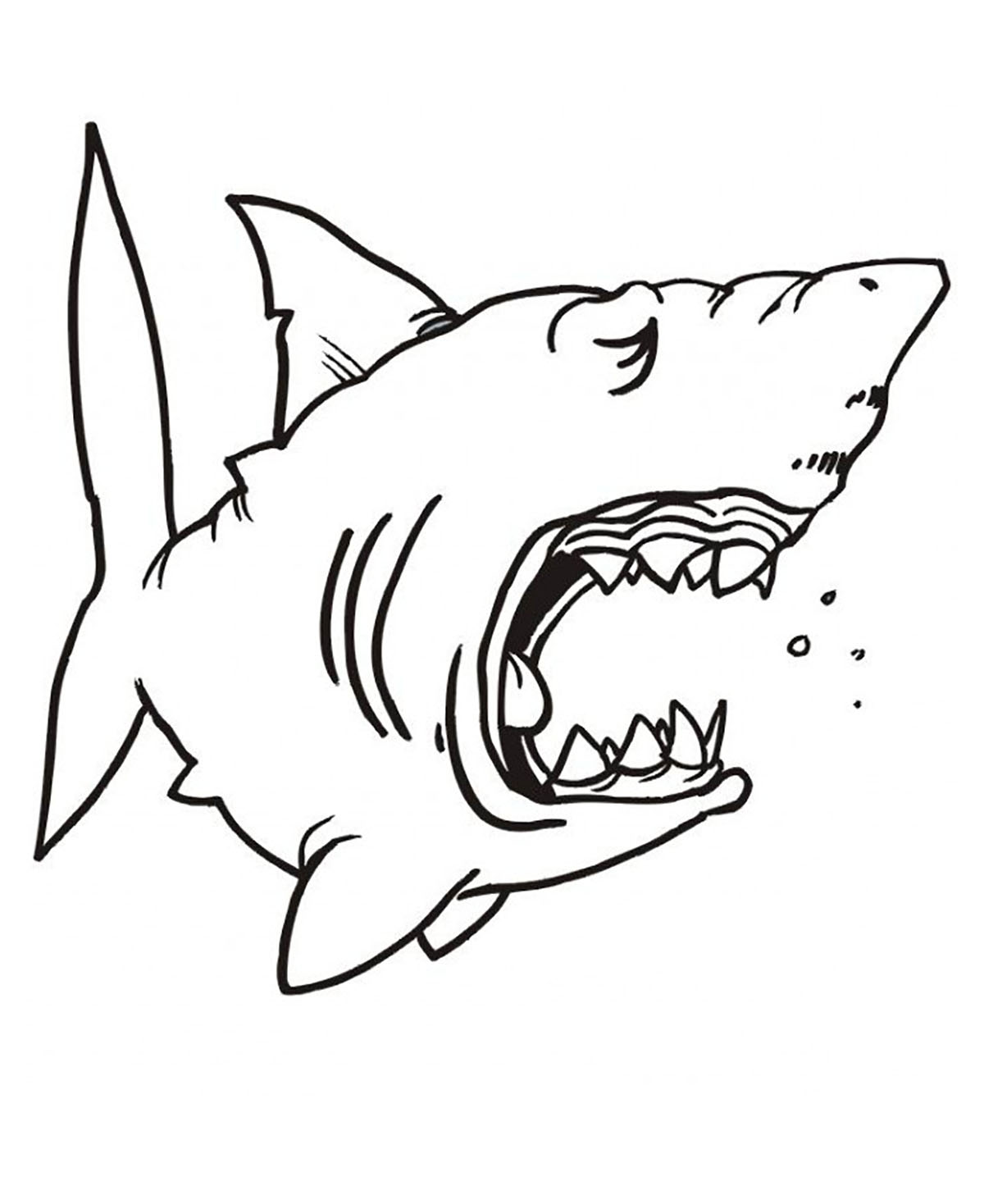 Requin endormie