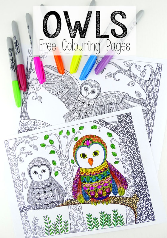 Owl colouring pages for grown ups