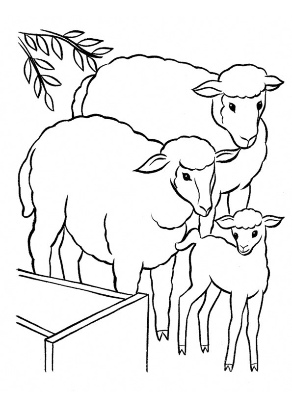 Coloring pages baby sheep with sheep coloring pages for kids