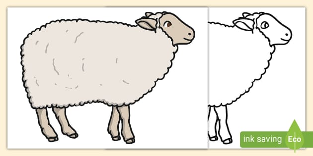 Extra large sheep display cut