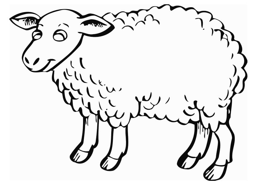 Sheep for kids coloring page