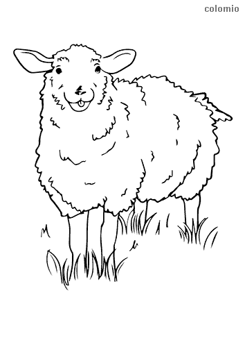 Sheeps coloring pages free printable sheep coloring sheets