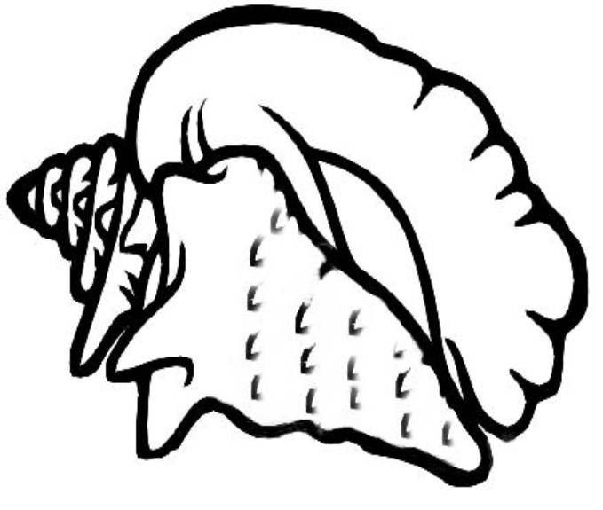 Views colouring pages conch shell coloring pages