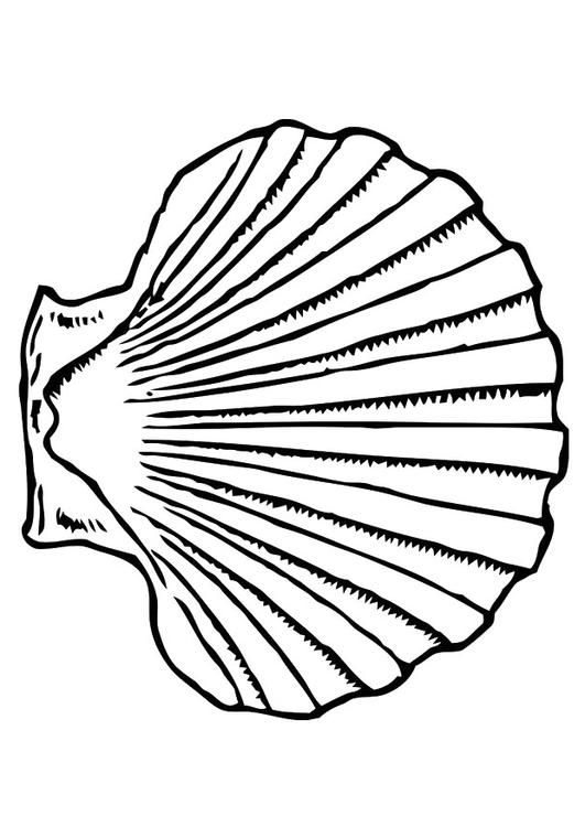 Coloring page shell coloring pages coloring pictures color