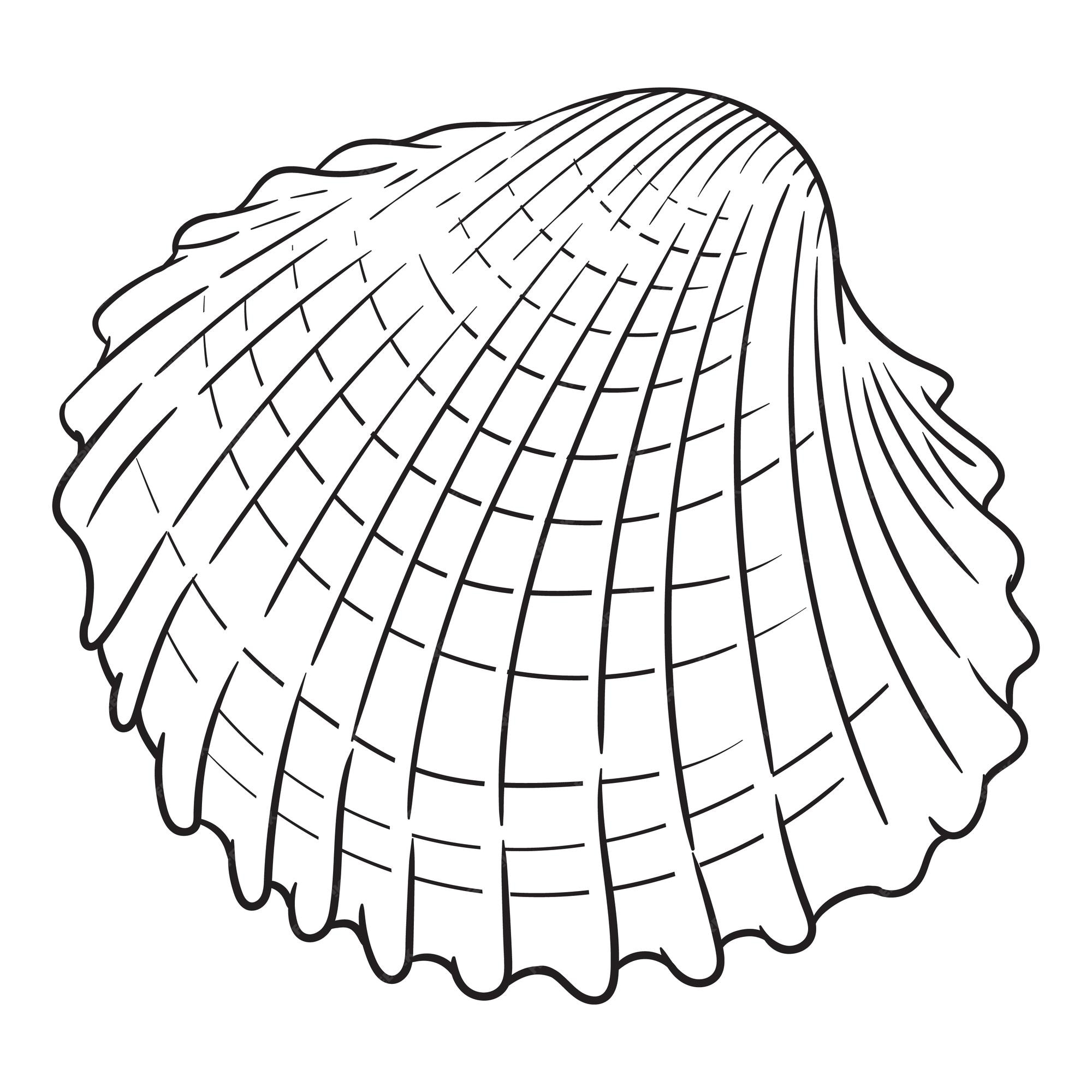 Premium vector black and white contour vector illustration of shell isolated on white background for coloring page